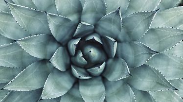 A <i>cactus</i> by cactus